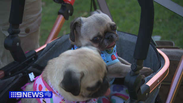 Aussie scientists develop injectable treatment to help flat-nosed dogs breathe easier