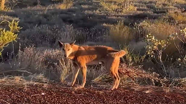 Dingoes attack young girl and mother at popular campsite