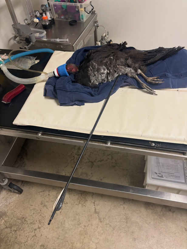 Hunt for mystery archer after brush turkey impaled by arrow