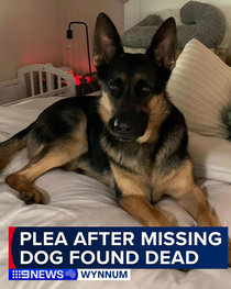 Man who killed his dog and then lied to the media dodges jail time 